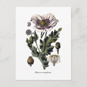 Papaver somniferum briefkaart