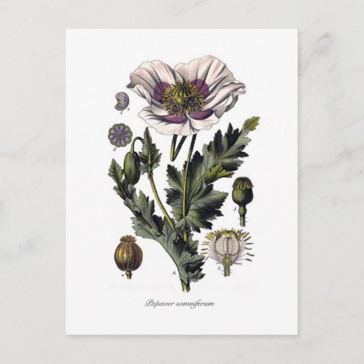 Papaver somniferum briefkaart (Voorkant)