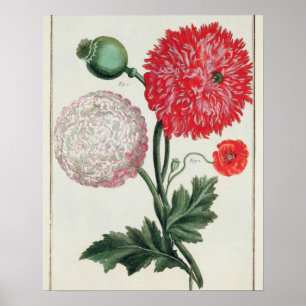 Papaver somniferum en Papaver reas gegraveerd door Poster