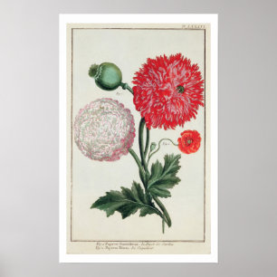 Papaver somniferum en Papaver reas gegraveerd door Poster