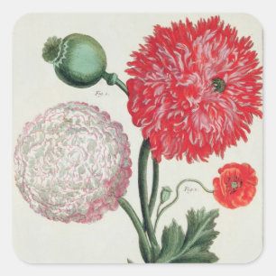Papaver somniferum en Papaver reas gegraveerd door Vierkante Sticker