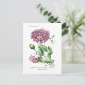 Papaver somniferum (opiumpapaver) briefkaart (Staand voorkant)
