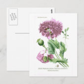 Papaver somniferum (opiumpapaver) briefkaart (Voorkant / Achterkant)