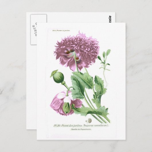 Papaver somniferum (opiumpapaver) briefkaart (Voorkant / Achterkant)