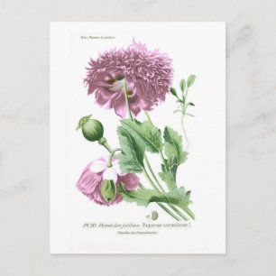 Papaver somniferum (opiumpapaver) briefkaart