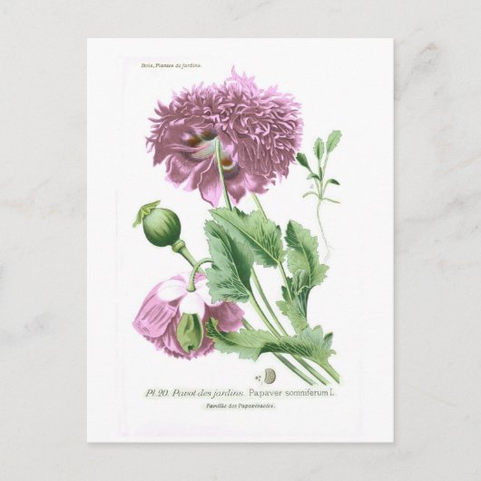 Papaver somniferum (opiumpapaver) briefkaart (Voorkant)