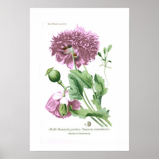 Papaver somniferum (opiumpapaver) poster (Voorkant)