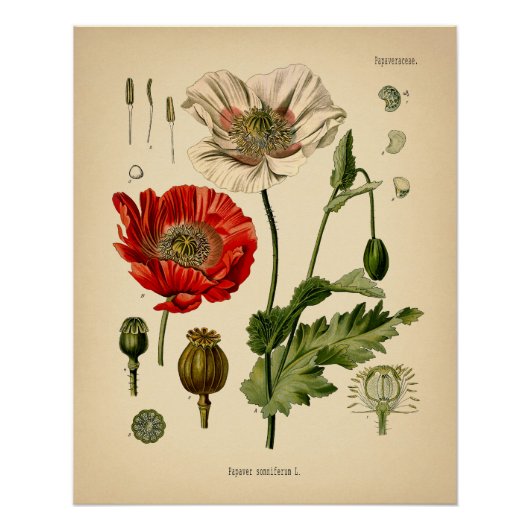 Papaver Somniferum - Poppy Perfect Poster (Voorkant)
