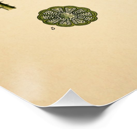 Papaver Somniferum - Poppy Perfect Poster (Hoek)