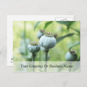 Papaver Somniferum Seed Head Briefkaart (Voorkant / Achterkant)