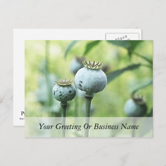 Papaver Somniferum Seed Head Briefkaart (Voorkant / Achterkant)