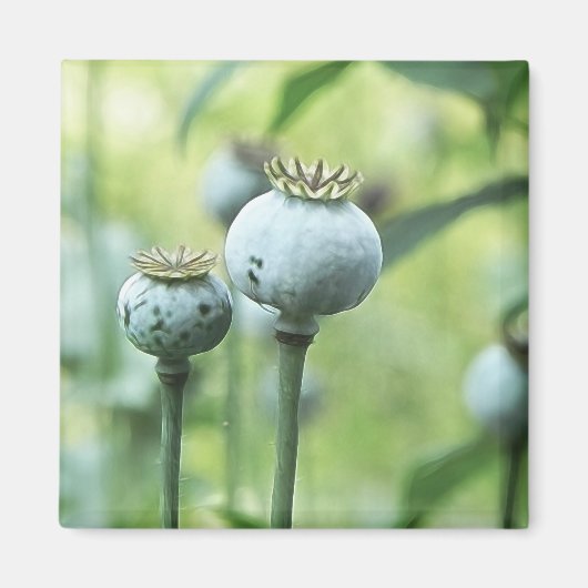 Papaver Somniferum Seed Heads Magneet (Voorkant)