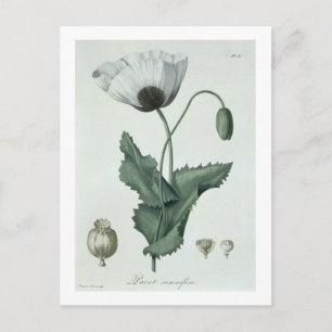 Papaver Somniferum uit 'Phytographie Medicale' doo Briefkaart