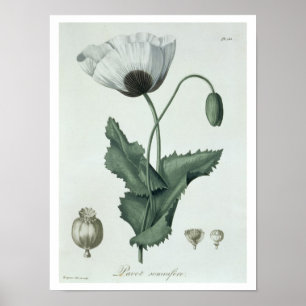 Papaver Somniferum uit 'Phytographie Medicale' doo Poster