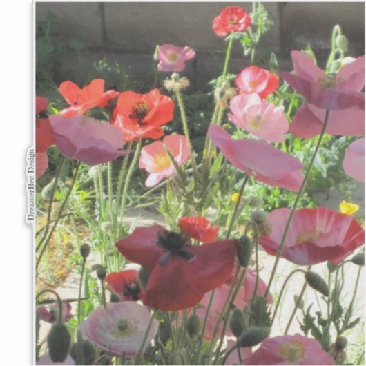 papaver sticker (Voorkant)