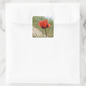 Papaver Stickers (Tas)