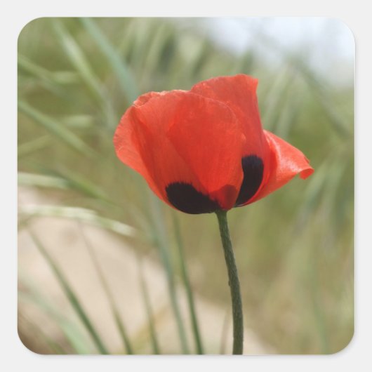 Papaver Stickers (Voorkant)
