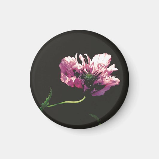 Papaver Sugarplum Magneet (Voorkant)