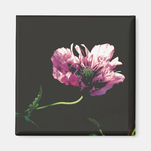 Papaver Sugarplum Magneet (Voorkant)