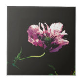 Papaver Sugarplum Tegeltje (Voorkant)