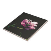 Papaver Sugarplum Tegeltje (Zijkant)