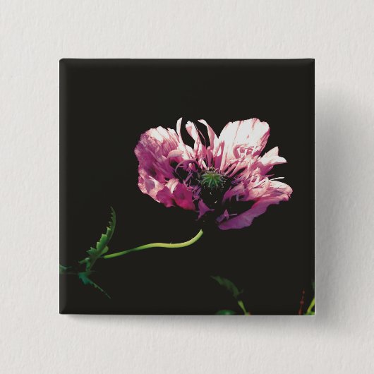 Papaver Sugarplum Vierkante Button 5,1 Cm (Voorkant)