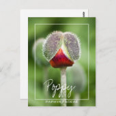 papaver van de familie Papaveraceae Briefkaart (Voorkant / Achterkant)