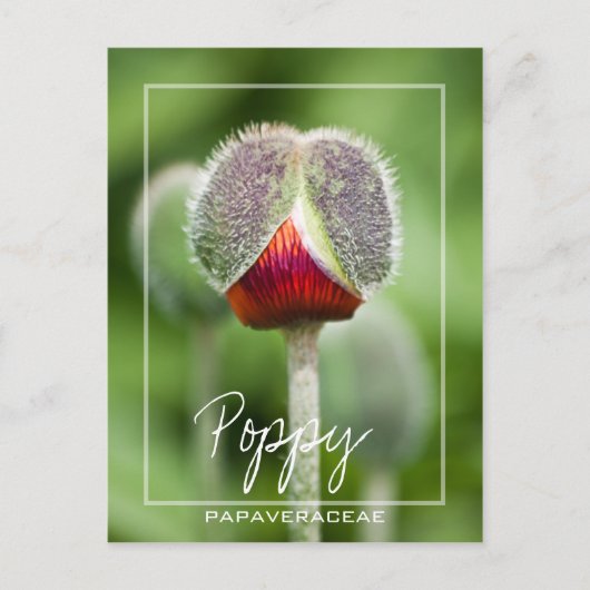 papaver van de familie Papaveraceae Briefkaart (Voorkant)
