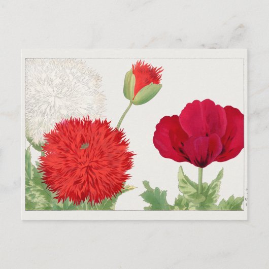 Papaver van Tanigami Konan Briefkaart (Voorkant)
