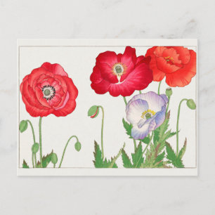 Papaver van Tanigami Konan Briefkaart