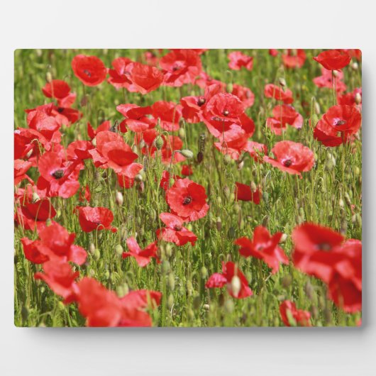 Papaver veld - Verbluffend! Fotoplaat (Voorkant)