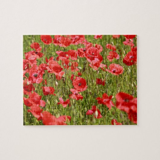 Papaver veld - Verbluffend! Legpuzzel (Horizontaal)