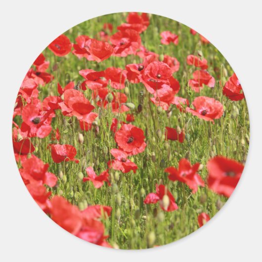 Papaver veld - Verbluffend! Ronde Sticker (Voorkant)