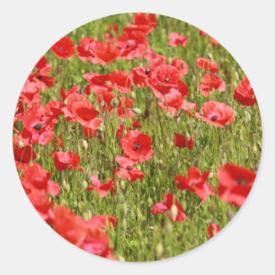 Papaver veld - Verbluffend! Ronde Sticker