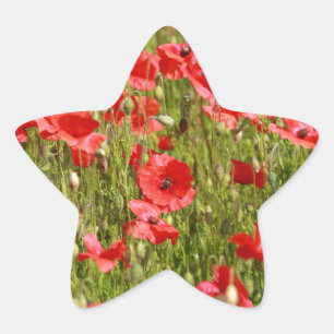 Papaver veld - Verbluffend! Ster Sticker