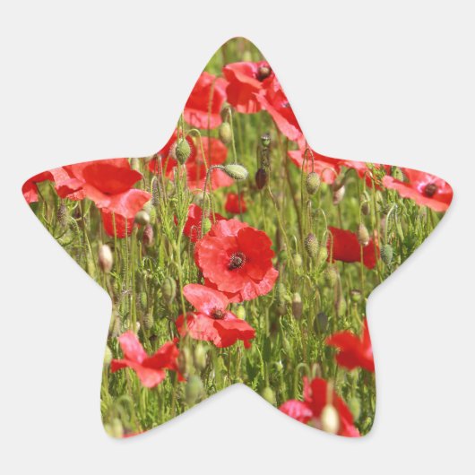 Papaver veld - Verbluffend! Ster Sticker (Voorkant)