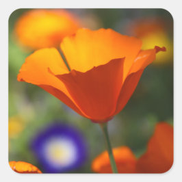 papaver vierkante sticker