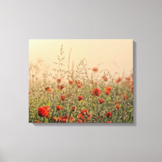 papaver vroeg in de ochtend canvas afdruk (Voorkant)
