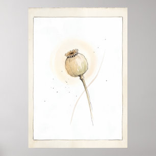 Papaver Zaadhoofd Loslatend Botanisch Wandschilder Poster