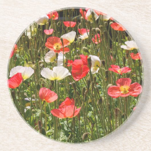 papaver zandsteen onderzetter (Voorkant)