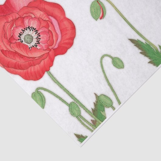  papaverbloem, ontkoppeling tissuepapier (Detail)