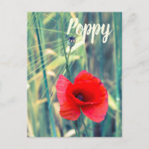 Papaverbloem voor tuinders en cadeau voor bloesem