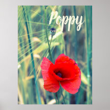 Papaverbloem voor tuinders en cadeau voor bloesem