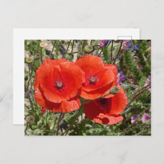 PAPAVERBLOEMEN BRIEFKAART (Voorkant / Achterkant)