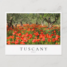 Papaverbloemen onder olijfbomen in Toscane, Italië Briefkaart