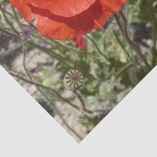 PAPAVERBLOEMEN TISSUEPAPIER (Detail)