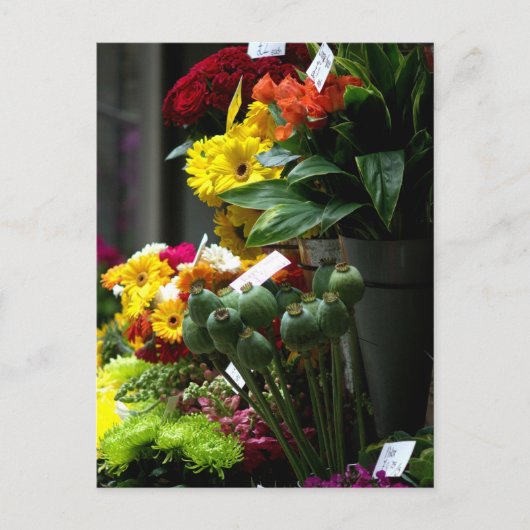 Papaverhoofden Briefkaart (Voorkant)