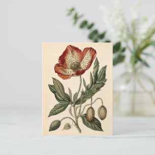  papaverillustratie briefkaart