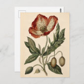  papaverillustratie briefkaart (Voorkant / Achterkant)