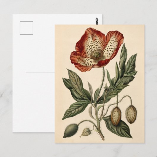  papaverillustratie briefkaart (Voorkant / Achterkant)